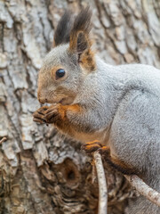 The squirrel with nut sits on tree in the autumn. Eurasian red squirrel, Sciurus vulgaris.