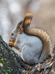 The squirrel with nut sits on tree in the autumn. Eurasian red squirrel, Sciurus vulgaris.