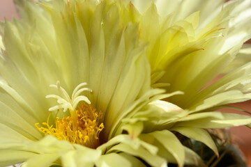 Close up of yellow flowers of a cactus plant under the hot sun