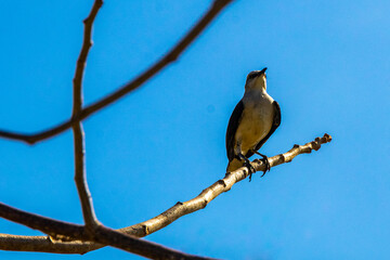 Gray Kingbird white flycatcher tropical bird birds caribbean nature Mexico.