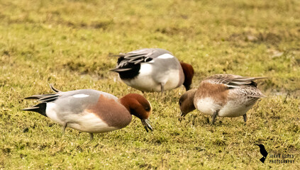 A couple of wigeons enjoying  the taste of grass