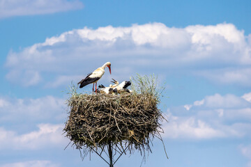 White storks on the nest in the spring.