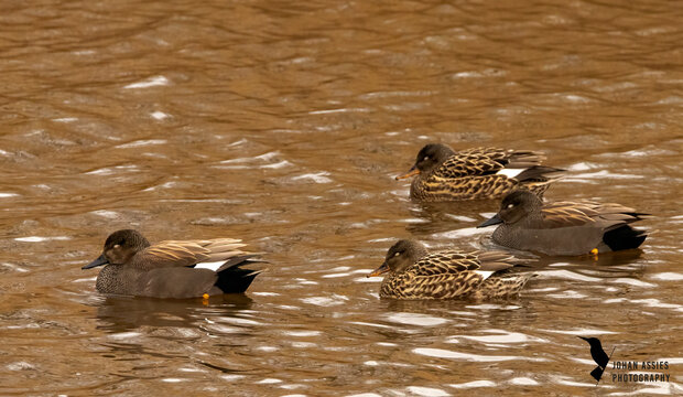 Two couples of gadwalls swiming together