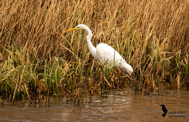 Great white egret looking for somethin delicious to eat.
