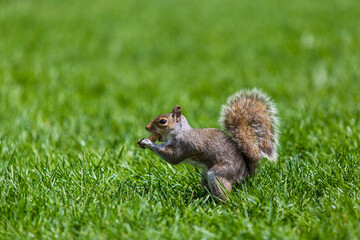 Brown squirrels in the park