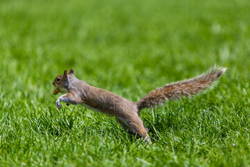 Brown squirrels in the park © Long Hung