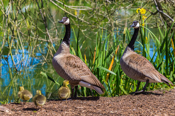 Canadian geese family