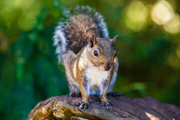 Naklejka na ściany i meble Brown squirrels in the park