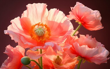 Pink poppies,  luminous color harmonies, orange and pink lighting