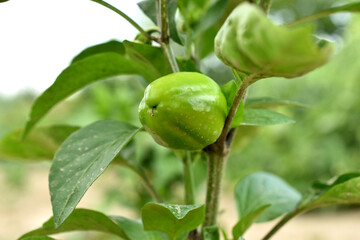 Green fruits of bell peppers in the garden.