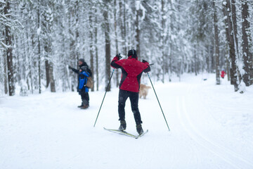 Fototapeta na wymiar People ski in winter on a ski track through a winter forest.Cross Country skiing.