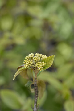 Viburnum Alleghany beanch with flower buds