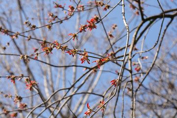 Silver maple branch with immature fruit