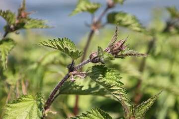 Close up of a nettle (Urtica dioica)