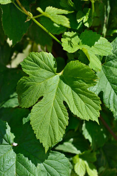 Common hop leaves