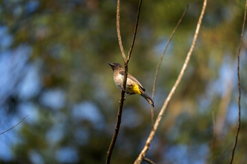 Dark capped bulbul is sitting on the branch. Bulbul in the garden. Small colorful bird in the forest.
