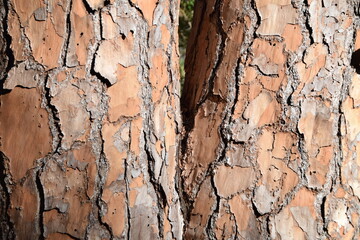 bark of a trees texture