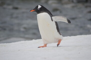 gentoo penguin in polar regions Antartica