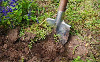 Digging virgin soil among the flowers