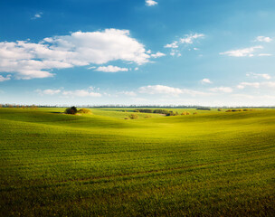 Fresh green field and perfect blue sky with clouds background.