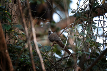 Speckled mousebird is sitting on the branch. Colius striatus in the bushes. Gray bird with punk crest