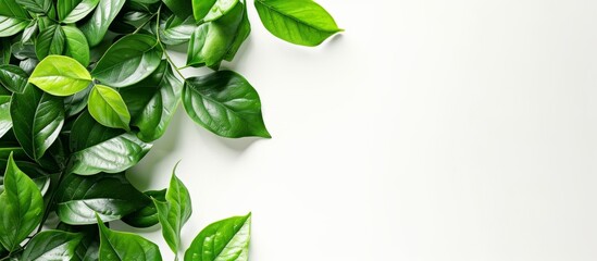 Lush Green Leaves Against a White Background - Vibrant Colour Palette of Leaves, Green Plant, and White Background