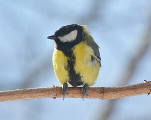 The great tit (Parus major) on the branch