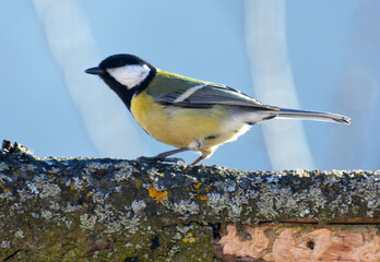 Obraz premium The great tit (Parus major) on the branch