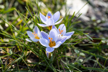 Crocus flowers emerging from the ground. Crocus is a genus of seasonal flowering plants in the family Iridaceae (iris family) comprising about 100 species of perennials growing from corms.