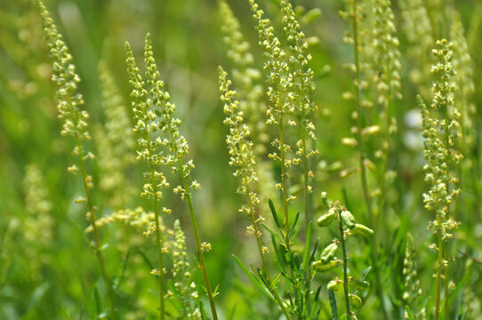 Reseda lutea as a weed growing in the field