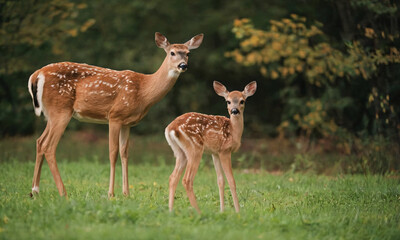 Fawns in the forest