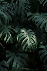 Monstera green leaves or Monstera Deliciosa in dark tones, background or green leafy tropical pine forest patterns for creative design elements