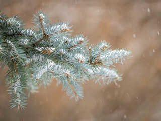 Green fir branches in winter covered with snow. Branches of fir tree as background. Frosty spruce branches. Outdoor with snowy winter nature. Forest landscape