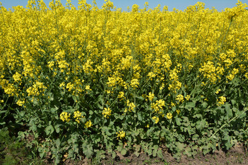 In spring, winter rape blooms in the field