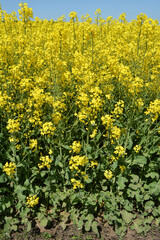 In spring, winter rape blooms in the field