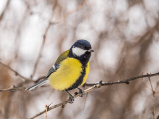 Obraz na płótnie Canvas Cute bird Great tit, songbird sitting on the fir branch with snow in winter