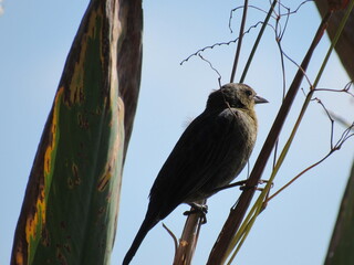 Canary bird on a branch near the nest observing possible threats.