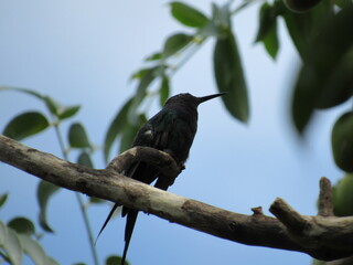 Hummingbird resting on the branch. Beautiful small black bird.
