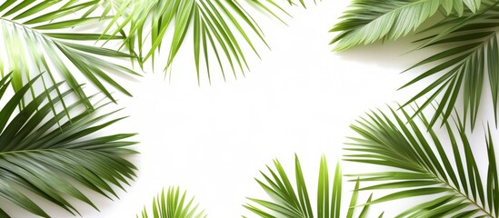 Fototapeta na wymiar Exquisite Palm Leaves Isolated in a Striking Composition of Palm Leaves, Isolated on a White Background