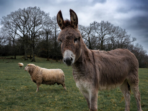 ane et mouton dans un champs