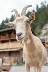 chèvre de montagne