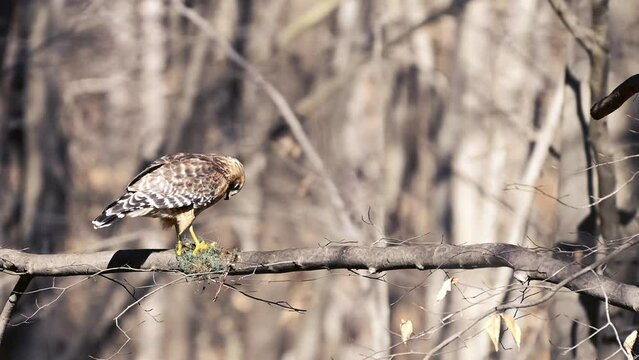 Red Shouldered Hawk Eating Frog Series 4k 60FPS - At a Distance