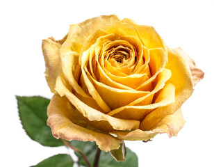 gelbe getrocknete Rose isoliert auf weißen Hintergrund, Freisteller