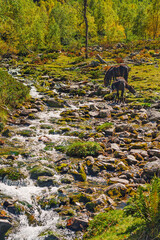 grazing horses nibble grass next to a small alpine river around beautiful nature - 727999360