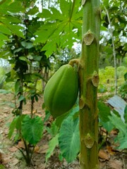 green papaya fruit