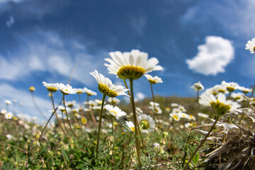 Daisies