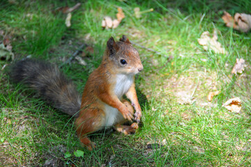 Squirrel asking for nuts in summer park