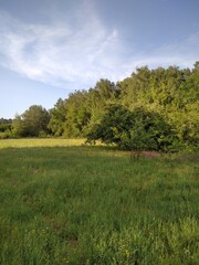 Fototapeta premium landscape with trees