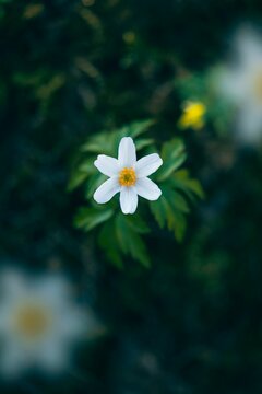 Macro of a single Wood anemone (Anemone nemorosa) against blurred out-of-focus background with trees, light, bokeh and other flowers. Early Spring flower scenery, blurred flowers in the foreground