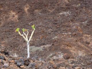 Small tree plant growing out of brown volcanic rock in slopes of gran canaria, spain near town of Agaete
